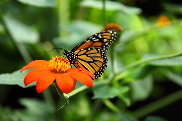 Availability at the Monarch Hotel! Why you should create a monarch butterfly resort in your yard!
