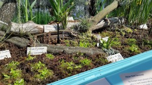 Some of the many carnivorous plants at the new MOSI exhibit