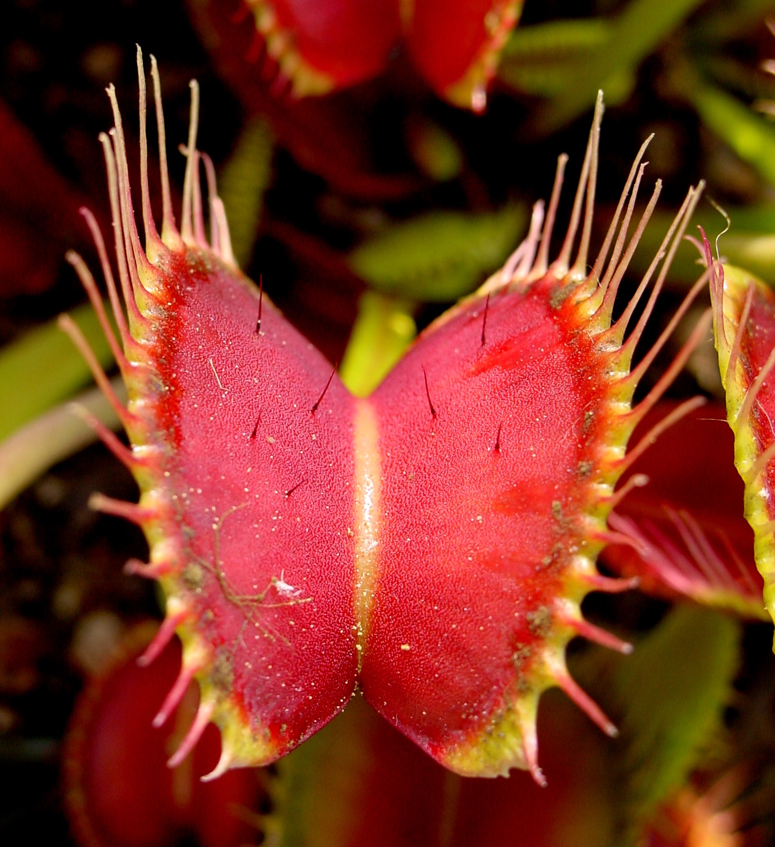 Everything you Always Wanted to Know About Carnivorous Plants!