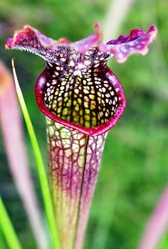 Everything You Always Wanted to Know About Carnivorous Plants: Part Three